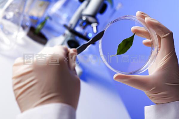 生物學實驗室中的綠色植物 自然科學研究和試驗發展的基石